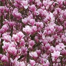 We did not find results for: Magnolia Planting Care And Trimming Magnolia Trees