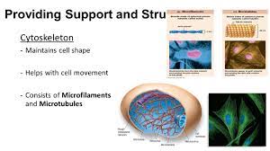However, it has little effect on the rapid cell shape changes required for phagocytosis, suggesting that phosphorylation is not the regulatory step in neutrophils  61 , 62 . Ch 7 2 Cell Structure How Is A Cell Organized All Eukaryotic Animal Plant Cells Have 3 Main Parts Nucleus Cytoplasm Cell Membrane Ppt Download