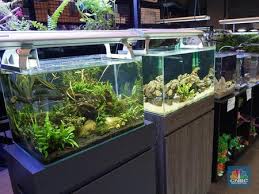 Kamu harus memikirkan desain yang bagus tetapi tetap tidak mengganggu kenyamanan ikan di dalamnya. Yuk Kenali Aquascape Sebuah Seni Dekorasi Dalam Akuarium