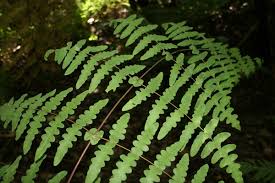 Image result for Histiopteris