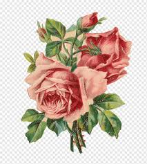 ألوان مائية الزهور الوردية حديقة الورود تصميم الأزهار إطارات روز الملفوف زهرية فلوريبوندا الرسم بالألوان المائية ازهار صناعية سلة ارتفع الملفوف Png