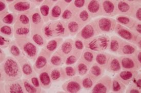 Cell culture has a major advantage in the production of secondary. The Techniques Of Haploid Production Plant Cell Technology Your Partner In Plant Tissue Culture