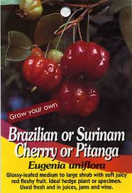 The flowers attract bees and the bright red fruits are wonderful for eating as you take a. Brazilian Or Surinam Cherry Or Pitanga Eugenia Uniflora Buy Brazilian