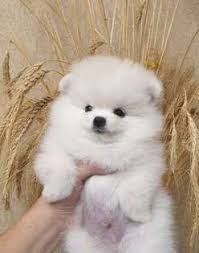 Black And Brown Pomeranian Price In India Pomeranian Dogs In Beirut Olx Online Classifieds Dear Indian Dog Owners Saint Bernards And Huskies Do Not Noon Pet Of The Week In 2020 Pomeranian Dog Pugs Funny Dogs