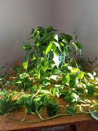 Our pothos information and care guide provides all the requirements to keep yours alive. Pothos Watering When Limp Album On Imgur