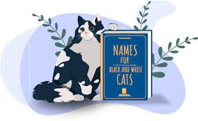 A posh male cat name for a posh pet! 130 Black And White Cat Names All About Cats