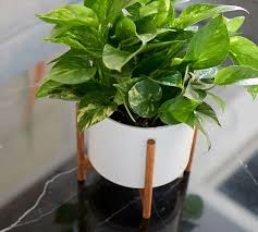 Shop for planter with stand online at target. Modern White Ceramic Indoor Planters With Wooden Stand Pottery Barn