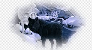 If you're in search of the best wolf wallpaper hd, you've come to the right place. Siberian Husky Arctic Wolf Black Wolf Desktop Pack Others Winter Dog Like Mammal Computer Wallpaper Png Pngwing