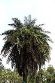 Image result for Phoenix pusilla