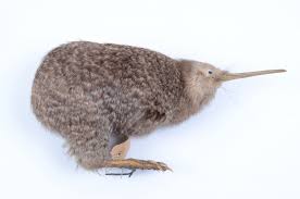 Image result for Pteris auquieri