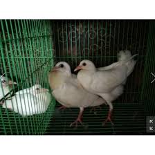 Di samping itu, kacang tanah umumnya sangat disukai oleh burung merpati. Promo Jual Anakan Piyik Merpati Pos Putih Murah Shopee Indonesia