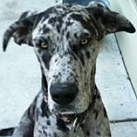 Learn about your this breed of dog with our extensive breed profile. Great Dane Rescue Adoptions