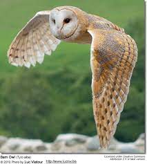 What kind of claw does a tytonid have? Barn Owls Tytonidae Beauty Of Birds