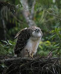 The hunting of monkey eating eagles to hunt down monkeys are to have 2 eagles to work together and kill the monkey(s). Philippine Monkey Eating Eagle Photo Sam Woods Photos At Pbase Com