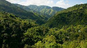 Check spelling or type a new query. Blue Mountain Coffee Jamaican Cuisine Visit Jamaica