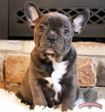 French bulldog and boston terrier art portraits. Frenchton Boston Terrier French Bulldog Mix Info Personality Puppies