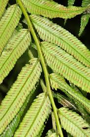 Image result for Marattiaceae