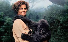 What are sigourney weaver's biggest movies? Sigourney Weaver On Gorillas In The Mist And Dian Fossey S Primate Family I Thought Oh This Must Be What It S Like To Have A Child