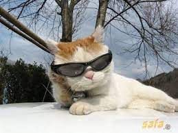 45 Cats Wearing Glasses Cat Wearing Glasses Cat Glasses Cat Sunglasses