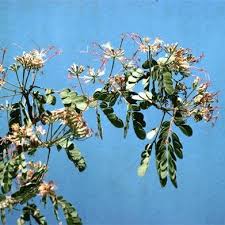 Image result for Albizia petersiana