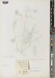 Image result for Trifolium squarrosum