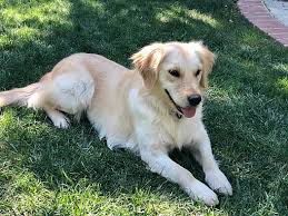 Maybe you would like to learn more about one of these? San Diego Ca Golden Retriever Meet Sansa A Pet For Adoption