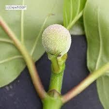 Image result for Vitex madiensis