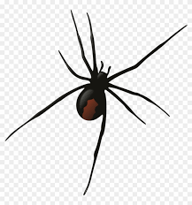 Spiders don't take to kindly to hedge apples. Female Redback Spider Redback Black Widow Spider Transparent Background Hd Png Download 964x1000 64562 Pngfind