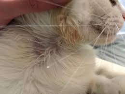 Feline hair loss occurs on the ears, neck, eyelids, other facial areas, and the upper body. My Cat Develops Small Hotspots On Her Face Chin And Neck From Scratching At Itchy Skin Resulting In Hair Loss Her Skin Looks Normal Petcoach