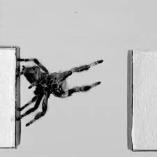 Something about the flutter and hopping that stimulate their appetites. Why Scientists Trained This Tiny Spider To Jump On Command