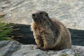The city has celebrated groundhog day since 1887, but it became a true spectacle after the 'groundhog day' film. Groundhog Day 2020 Origin And History Of How The Rodent Began Predicting The Weather