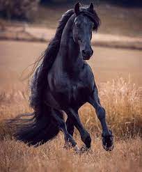 download black wallpaper by tubar d3 free on zedge now browse millions of popular horse wallpapers and ring beautiful horses horse wallpaper black horses