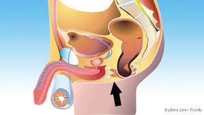Etwa die hälfte aller männer zwischen 40 und 70 jahren hat gelegentlich erektionsstörungen, ein viertel. Impotenz Ursachen Haufigkeit Diagnose Und Tipps Netdoktor