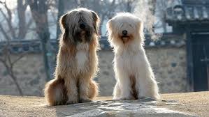 Sapsaree, sapsal gae, ghost dog. Sapsali Die Wahren Ghostbusters Mannersache