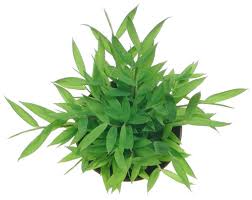 Image result for Pogonatherum paniceum