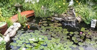 Most popular links pond ideas koi ponds natural water gardens modern pond ideas waterfalls formal ponds planning expert guide to ponds placement pond size pond cost pond construction building a pond pond plants pond lighting. Study On Health Benefits Of Koi Pond Ownership Backyard Ponds