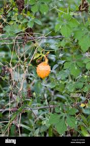 Image result for Momordica balsamina