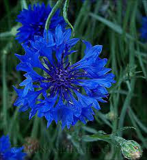 Blue Corn Flower Cornflower Wildflower Bouquet Blue Flowers