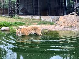When do golden retrievers lose their baby teeth? Garfield A Golden Tabby Tiger Going For A Swim Picture Of Cheetah S Rock Zanzibar Island Tripadvisor