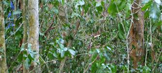 Image result for Scorodophloeus