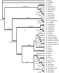 ANALYSIS OF THE SYSTEMATIC RELATIONSHIPS AMONG TICKS OF THE GENERA  RHIPICEPHALUS AND BOOPHILUS (ACARI: IXODIDAE) BASED ON MITOCHONDRIAL 12S  RIBOSOMAL DNA GENE SEQUENCES AND MORPHOLOGICAL CHARACTERS