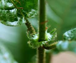 Image result for Rutidea orientalis