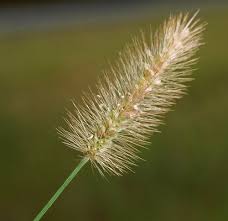 Image result for Setaria incrassata
