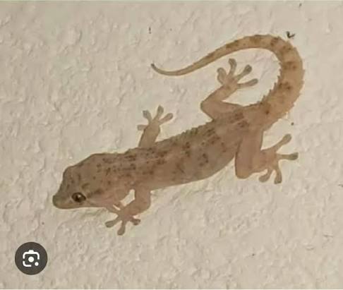 MEANING OF SEEING WALL GECKO IN THE DREAM (ka malinso ka mung'anda) Wallgecko is a symbol of èvil. To see gecko in your dream, it means you have close enemies1 trying to