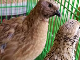 Quail Bildircin Animal Kus Doga Bildircin Quail Civciv Bildircin Kus Vine