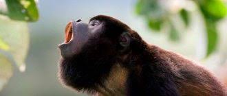 Beberapa yang sangat terkenal dan menjadi symbol atau ikon australia adalah kanguru, walabi, koala dan setan tasmania (tasmanian devil). 20 Lyudej I Zhivotnyh S Izyuminkami Vo Vneshnosti Kotorye I Otlichayut Ih Ot Drugih