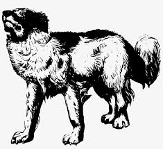 Give a puppy a forever home or rehome a rescue. Chihuahua Scottish Terrier Puppy Dachshund Cat Dog 7 Color Royal Blue Fit Type Women Size 3xl Free Transparent Png Download Pngkey
