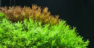 Image result for Rotala filiformis