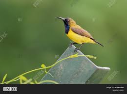 Sweet bird,olive backed sunbird drinks nectar from a pollen at orange flower. Olive Backed Sunbird Image Photo Free Trial Bigstock
