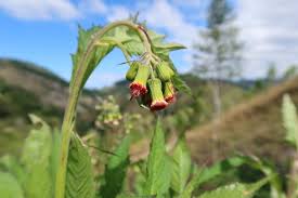 Image result for Crassocephalum picridifolium
